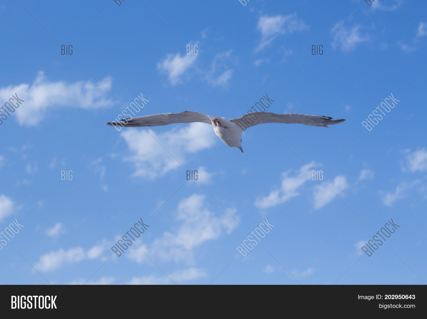 Image Preview
