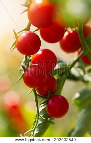 A beautiful shot of a cherry tomato