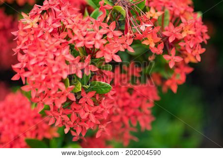 Ixora Red Spike Flower. King Ixora Blooming (ixora Chinensis).ixora Coccinea Flower, Shallow Dof.