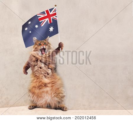 The Big Shaggy Cat Is Very Funny Standing.flag