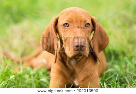 Hungarian Vizsla Dog Portrait