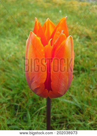 Raindrop Running Down Orange Tulip on the Lawn