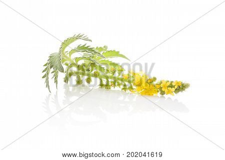 Agrimonia eupatoria common agrimony church steeples or sticklewort isolated on white background. Natural remedy medicinal plant.
