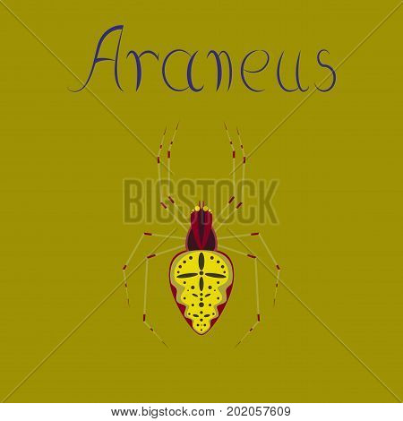 flat illustration on stylish background spider Araneus