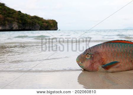Dead parrot fish on the beach.Coral reef fish Gulf of Thailand.
