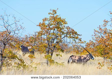 Oryx Hiding In The Bush. Wildlife Safari In The Mapungubwe National Park, Travel Destination In Sout