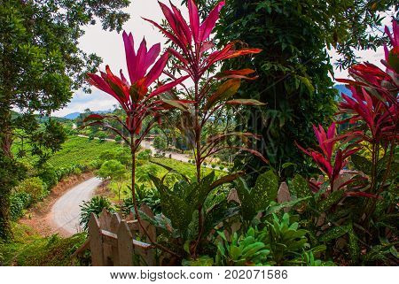 The road and bushes in the summer. The landscape on the island of Borneo. Sabah Malaysia.