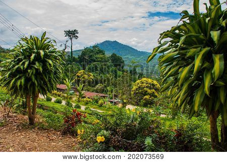 Panorama view of the mountains in the horizon. The landscape on the island of Borneo. Sabah Malaysia.