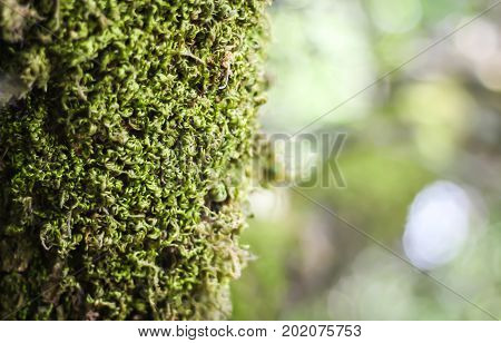 Nice curly moss on a forest tree with lights in the background.