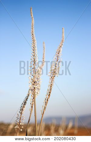 Squills showing their column flowers for 3 short weeks in a year.