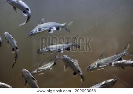 Tete sea catfish (Ariopsis seemanni), also known as the Colombian shark catfish.