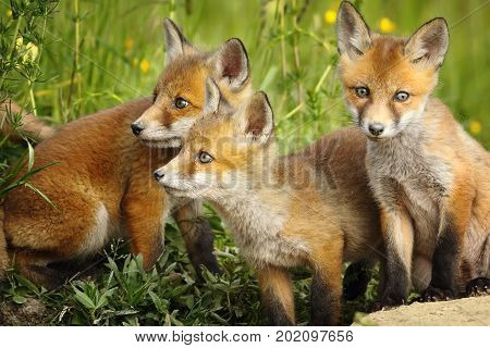 european red fox brothers standing together near the den ( Vulpes )