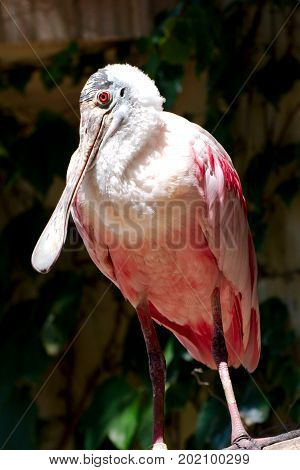 Single eurasian spoonbill on a sunny day