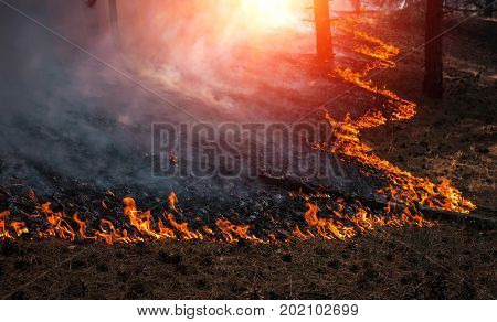 fire. wildfire burning pine forest in the smoke and flames.