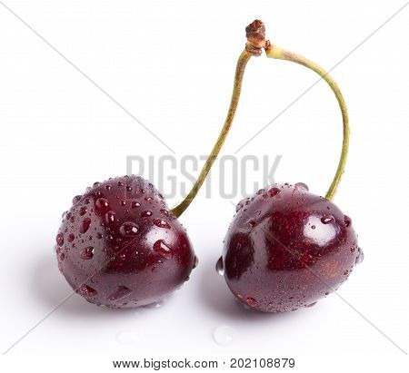 Wet Double Cherry Stem sitting on a White Background