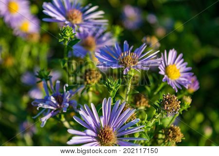 Aster Novi Belgii On Natural Green Background.