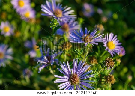 Aster Novi Belgii On Natural Green Background.