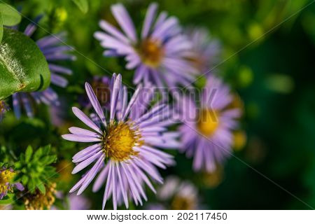 Aster Novi Belgii On Natural Green Background.