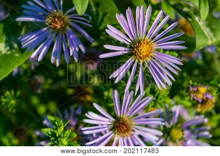 Aster Novi Belgii On Natural Green Background.