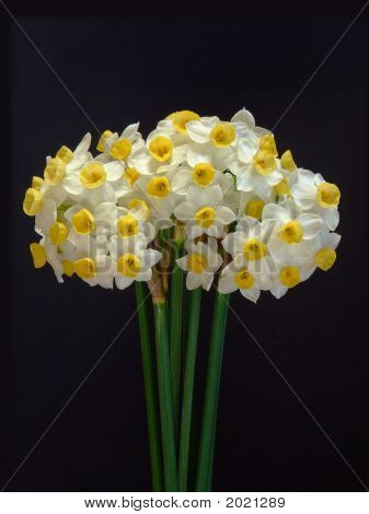 Narcissen