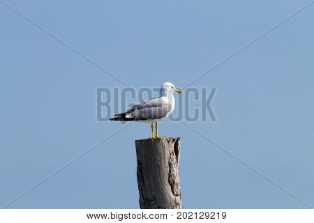 Gull Standing On Palisade