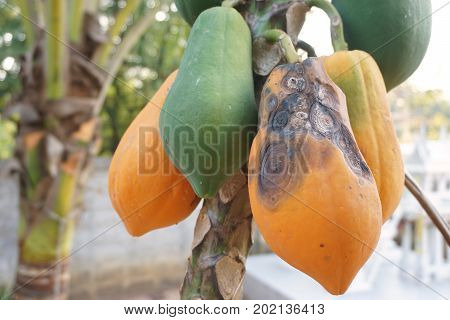 Anthracnose attack in papaya fruit at plantation