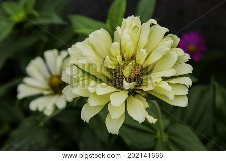 A close-up shot of pale yellow flowers on the edge of a small garden along a walking wath in Ayase City Japan