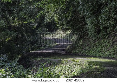 A road winds along Mt. Fudo in Kozu Odawara Japan. Mt. Fudo has many hiking trails and narrow farm roads wind through the old orchards that cover the mountains.