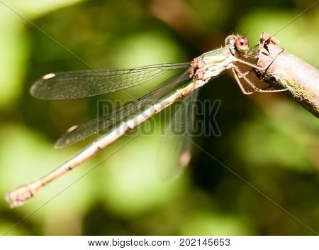 Close Up Macro Of Willow Emerald Damselfly Chalcolestes Viridis