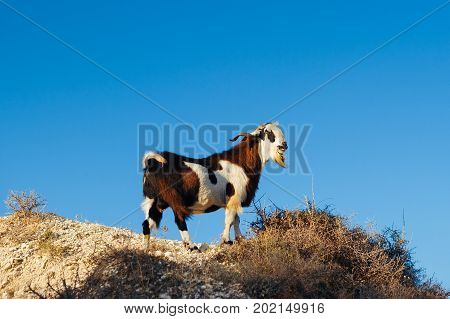 A wild goat on a rocky cliff in the mountains. Goat in the wild. Animals at sunset. Animals Of Cyprus. Wild Goat in the mountains