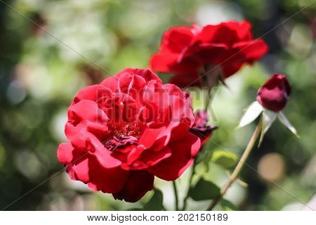 A red rose flowering in my mom's garden.