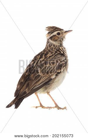 Wood Lark