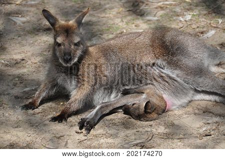A walibi mother with youngster halfway out the pouch