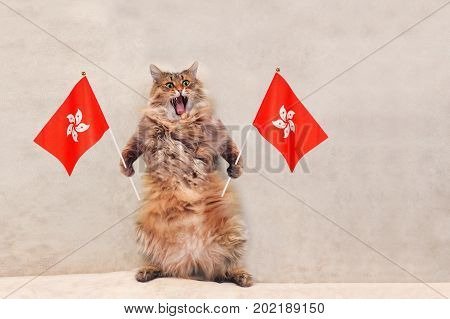 The Big Shaggy Cat Is Very Funny Standing.flag