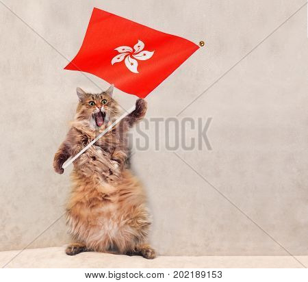 The Big Shaggy Cat Is Very Funny Standing.flag