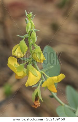 Senna hirsuta (L.) H. S. Irwin & Barneby flower in garden