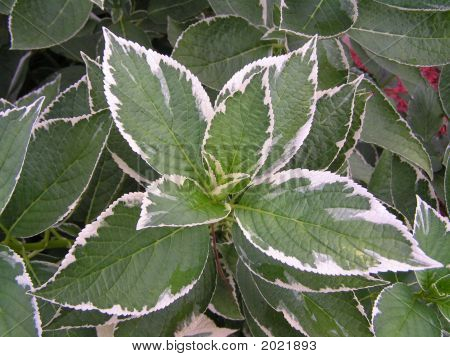 panachiert Hydrangea Strauch
