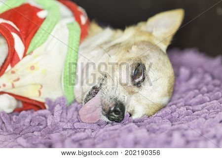 Chihuahua sleeping with his tongue out on foot wipes