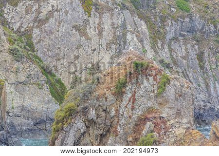 Stork Nest Over Cliffs On The Beach,  Odeceixe