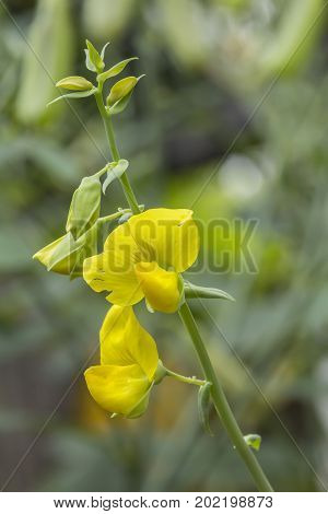 Senna hirsuta  Irwin & Barneby flower