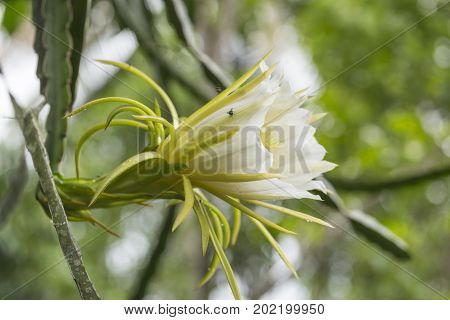 Blossom white dragon fruit flower on blooming hylocereus cactaceae Night Blooming flower