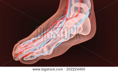 Foot arteries and lymphatic system, human anatomy. 3d illustration.