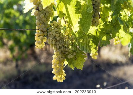 Bunch of Vernaccia on the vine in Tuscany