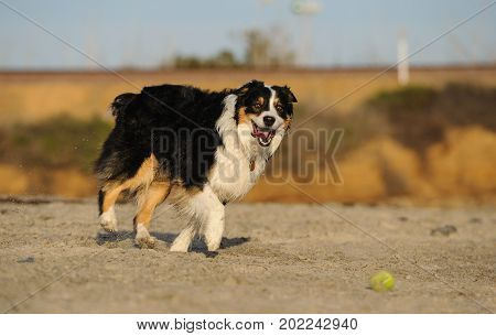 Australian Shepherd dog running on beach sand
