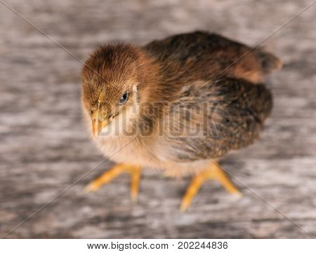 Baby chicken in poultry farm. Cute little newborn brown chick standing on wood. Newly hatched bird on a chicken farm.