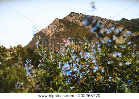 Landscape with light-blue flowers in among greenery of native grasses in foreground and two peaks in background Altai mountains near Chemal district Russia tilt-shift shooting