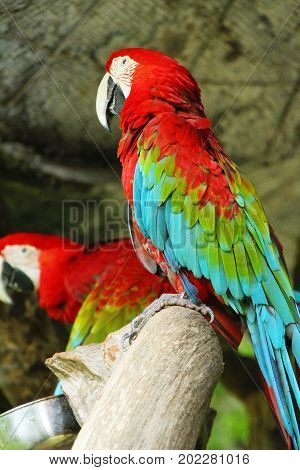 Macore bird parrot beautiful in the zoo
