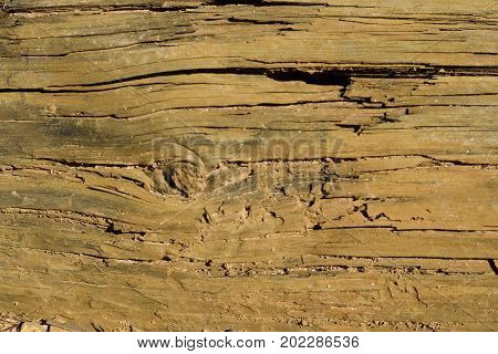 Wood rock with texture that can be used as background.