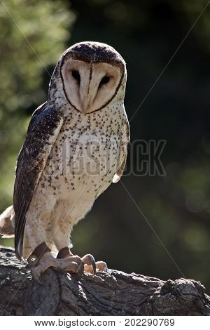 the sooty owl is perched on a tree branch