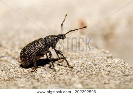 Black Vine Weevil - Otiorhynchus Sulcatus
